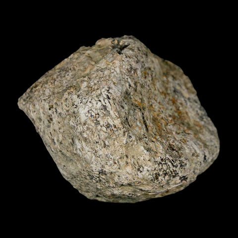 2.3" Stegosaurus Fossil Bone Specimen Morrison FM Wyoming Jurassic Age Dinosaur COA - Fossil Age Minerals