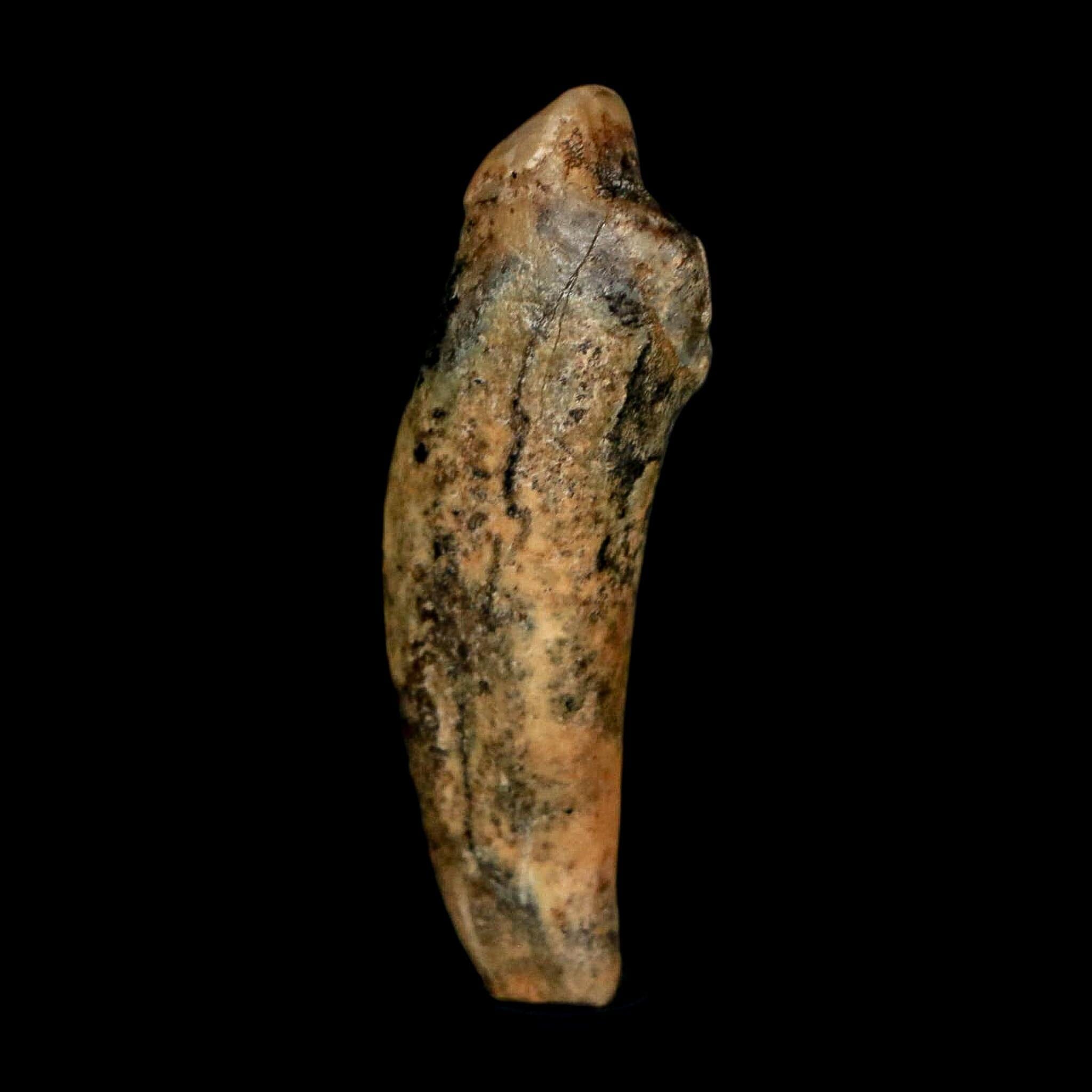 1.7" Extinct Cave Bear Ursus Spelaeus Incisor Tooth Rooted Pleistocene Age COA, Stand - Fossil Age Minerals