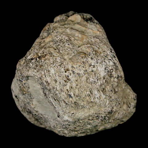 2.3" Stegosaurus Fossil Bone Specimen Morrison FM Wyoming Jurassic Age Dinosaur COA - Fossil Age Minerals