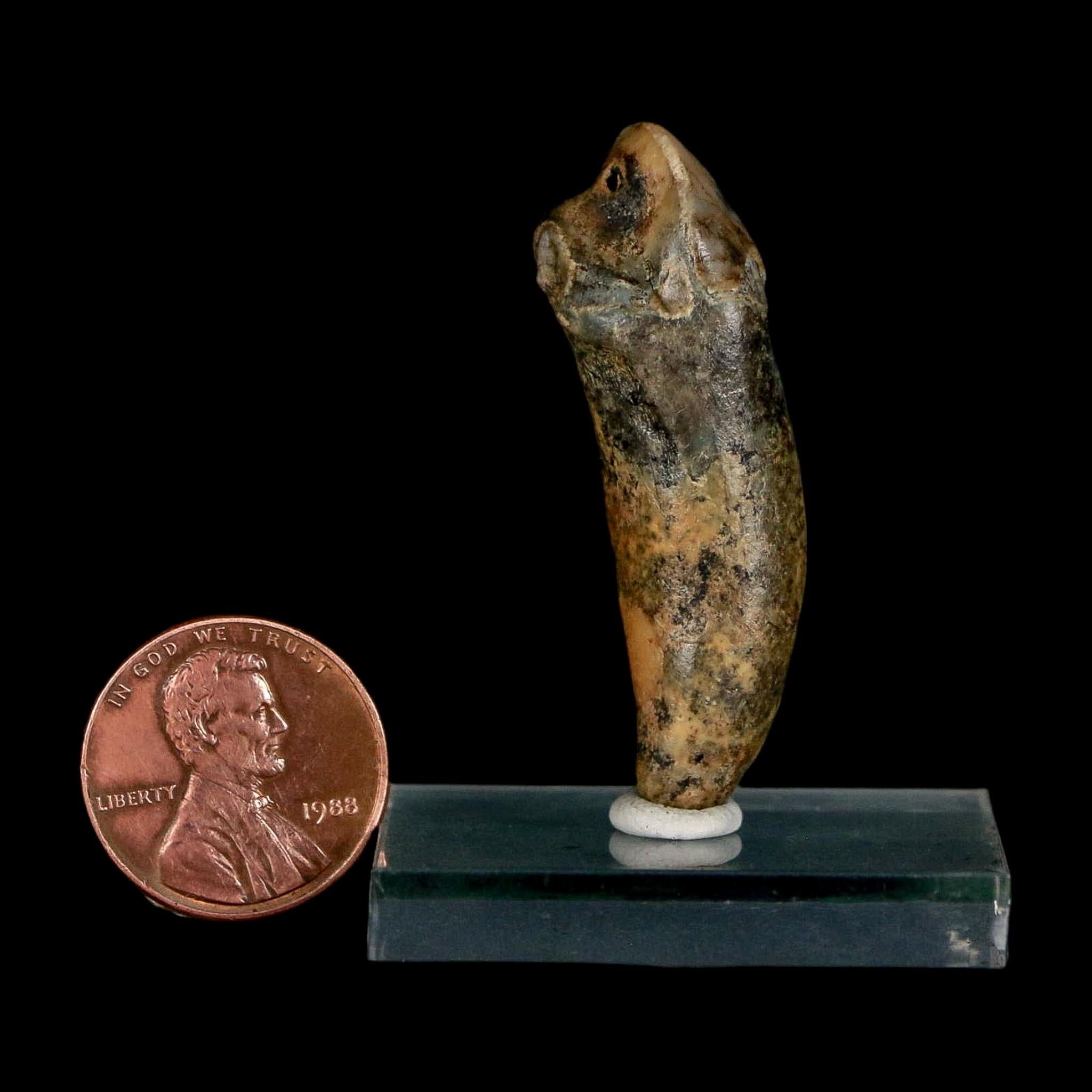 1.7" Extinct Cave Bear Ursus Spelaeus Incisor Tooth Rooted Pleistocene Age COA, Stand - Fossil Age Minerals