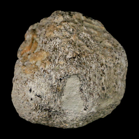 2.3" Stegosaurus Fossil Bone Specimen Morrison FM Wyoming Jurassic Age Dinosaur COA