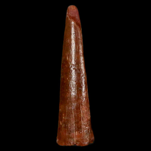 0.9" Pterosaur Coloborhynchus Fossil Tooth Upper Cretaceous Morocco COA, Display - Fossil Age Minerals