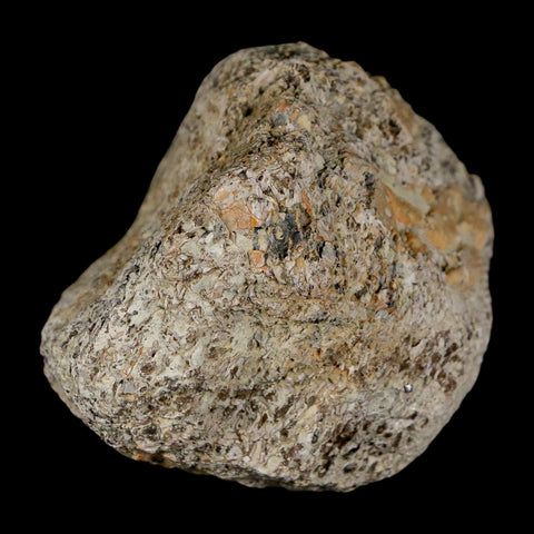 2.3" Stegosaurus Fossil Bone Specimen Morrison FM Wyoming Jurassic Age Dinosaur COA - Fossil Age Minerals