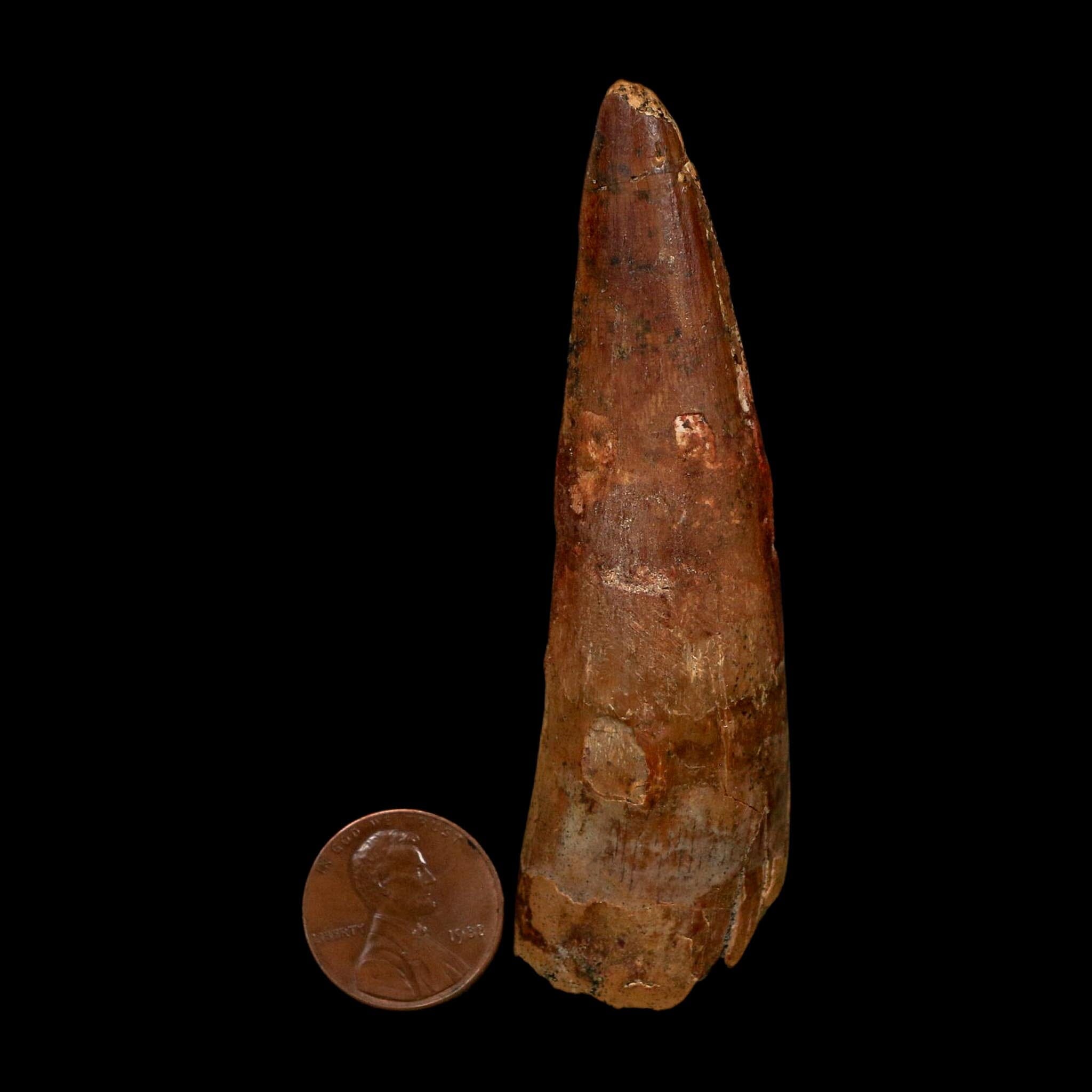 XL 3.3" Spinosaurus Fossil Tooth 100 Million Years Old Cretaceous Dinosaur COA