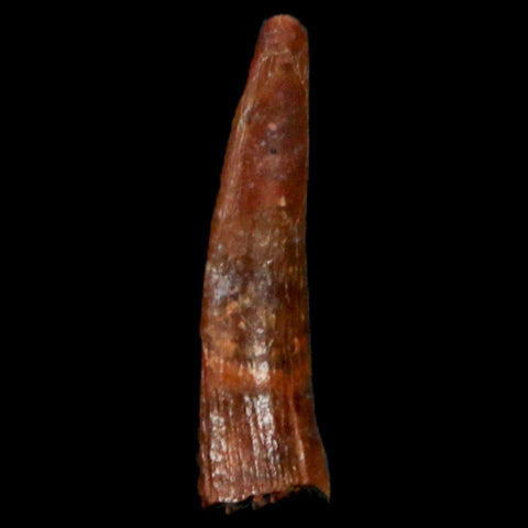 0.9" Pterosaur Coloborhynchus Fossil Tooth Upper Cretaceous Morocco COA, Display - Fossil Age Minerals