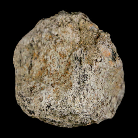 2.3" Stegosaurus Fossil Bone Specimen Morrison FM Wyoming Jurassic Age Dinosaur COA - Fossil Age Minerals