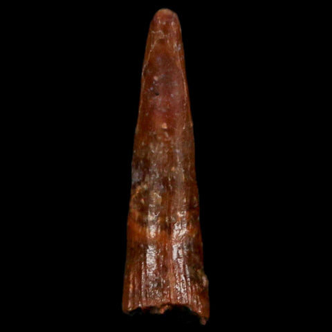 0.9" Pterosaur Coloborhynchus Fossil Tooth Upper Cretaceous Morocco COA, Display - Fossil Age Minerals