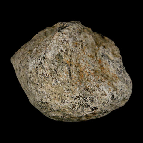 2.3" Stegosaurus Fossil Bone Specimen Morrison FM Wyoming Jurassic Age Dinosaur COA - Fossil Age Minerals