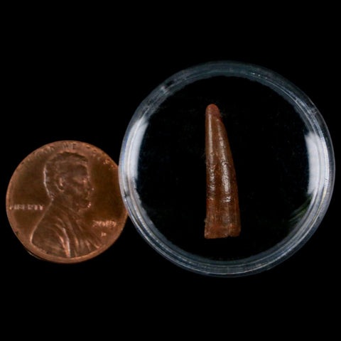 0.9" Pterosaur Coloborhynchus Fossil Tooth Upper Cretaceous Morocco COA, Display - Fossil Age Minerals