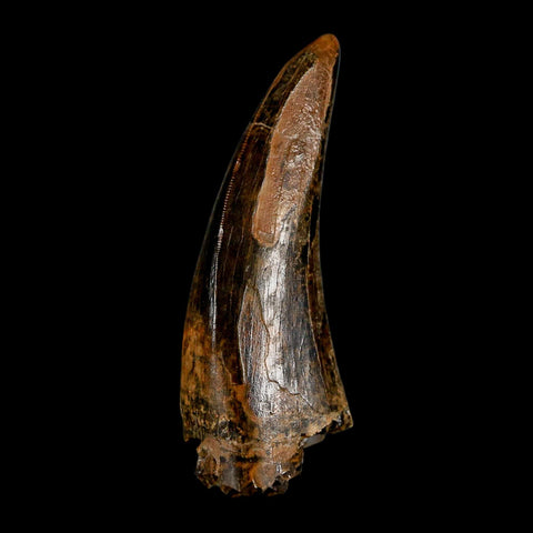 2.8" Tyrannosaurus Rex Fossil Tooth Lance Creek Cretaceous Dinosaur Wyoming COA - Fossil Age Minerals