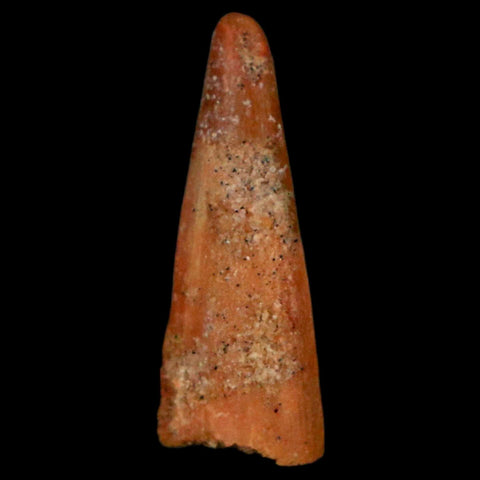 0.9" Pterosaur Coloborhynchus Fossil Tooth Upper Cretaceous Morocco COA, Display - Fossil Age Minerals