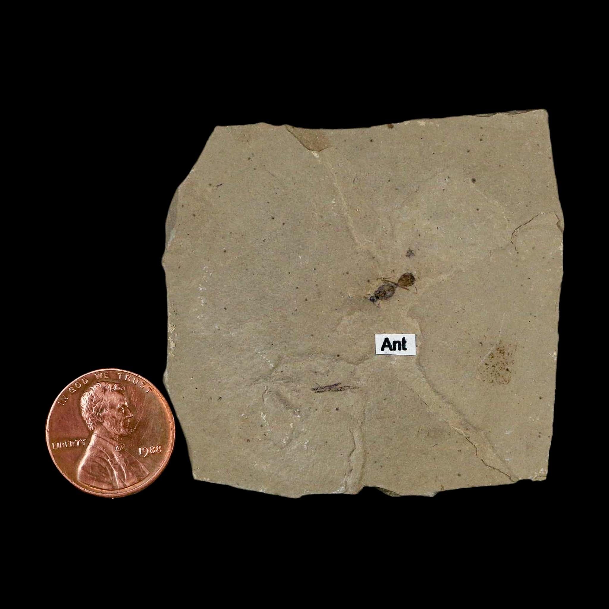 0.3" Fossil Ant Insect Green River Formation Uintah County Utah Eocene Age - Fossil Age Minerals