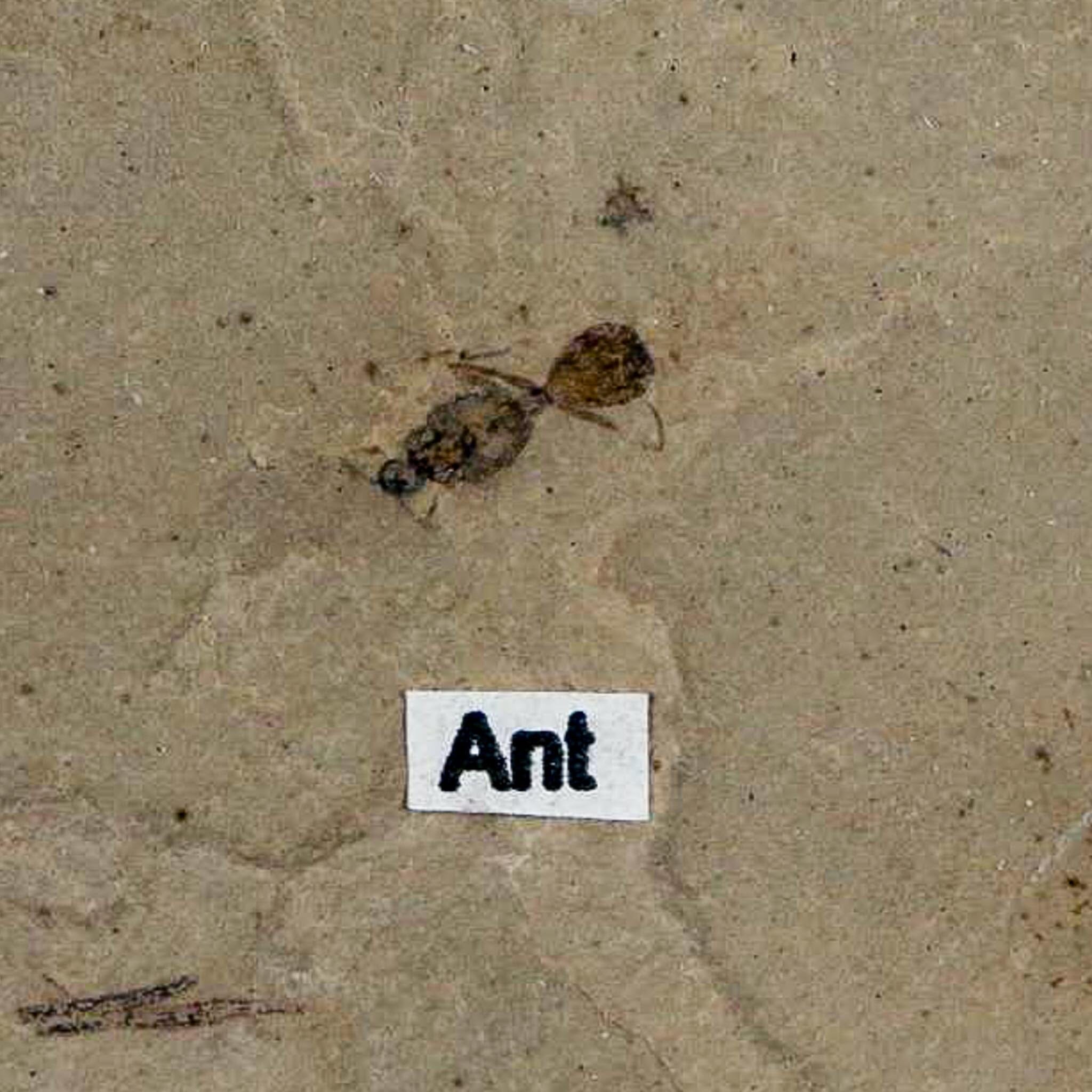 0.3" Fossil Ant Insect Green River Formation Uintah County Utah Eocene Age - Fossil Age Minerals