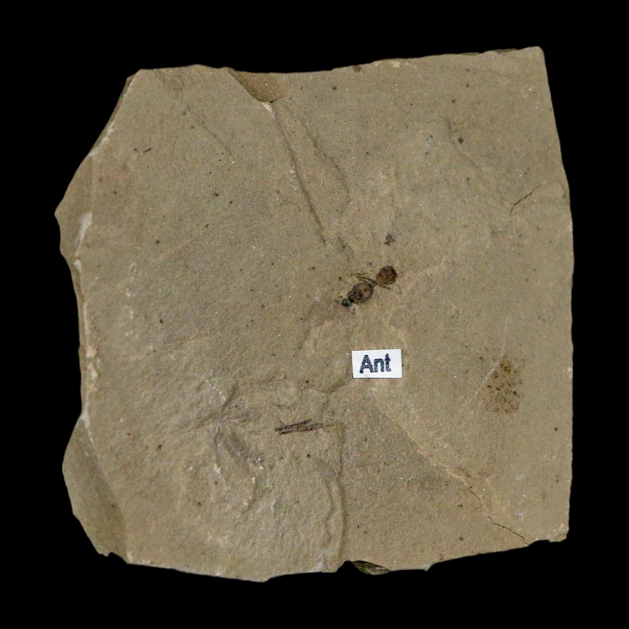 0.3" Fossil Ant Insect Green River Formation Uintah County Utah Eocene Age - Fossil Age Minerals