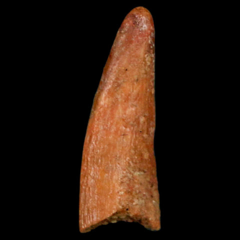 0.9" Pterosaur Coloborhynchus Fossil Tooth Upper Cretaceous Morocco COA, Display - Fossil Age Minerals