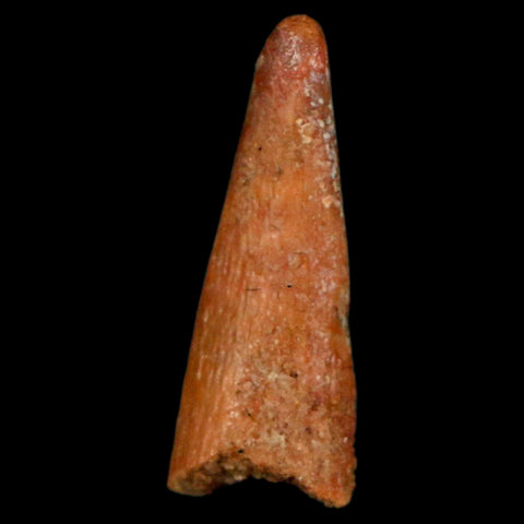 0.9" Pterosaur Coloborhynchus Fossil Tooth Upper Cretaceous Morocco COA, Display - Fossil Age Minerals