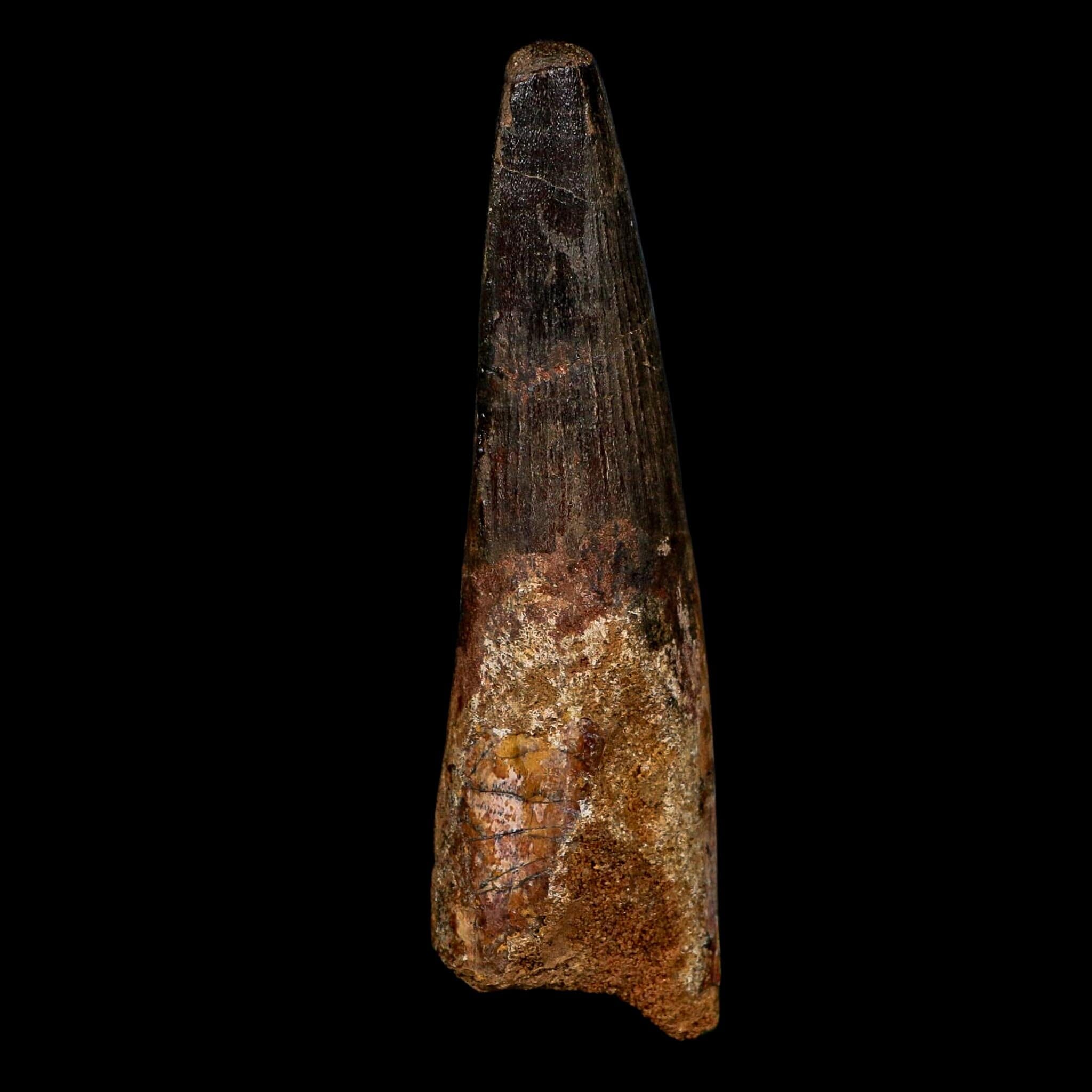 XL 3.9" Spinosaurus Fossil Tooth 100 Million Years Old Cretaceous Dinosaur COA
