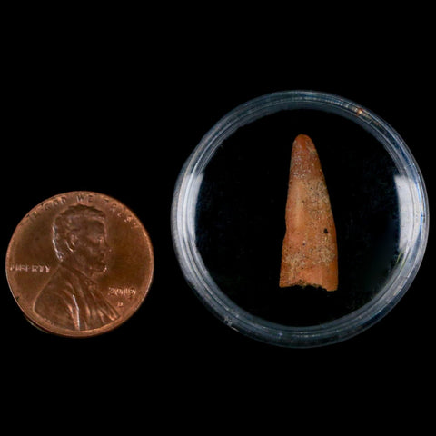 0.9" Pterosaur Coloborhynchus Fossil Tooth Upper Cretaceous Morocco COA, Display - Fossil Age Minerals