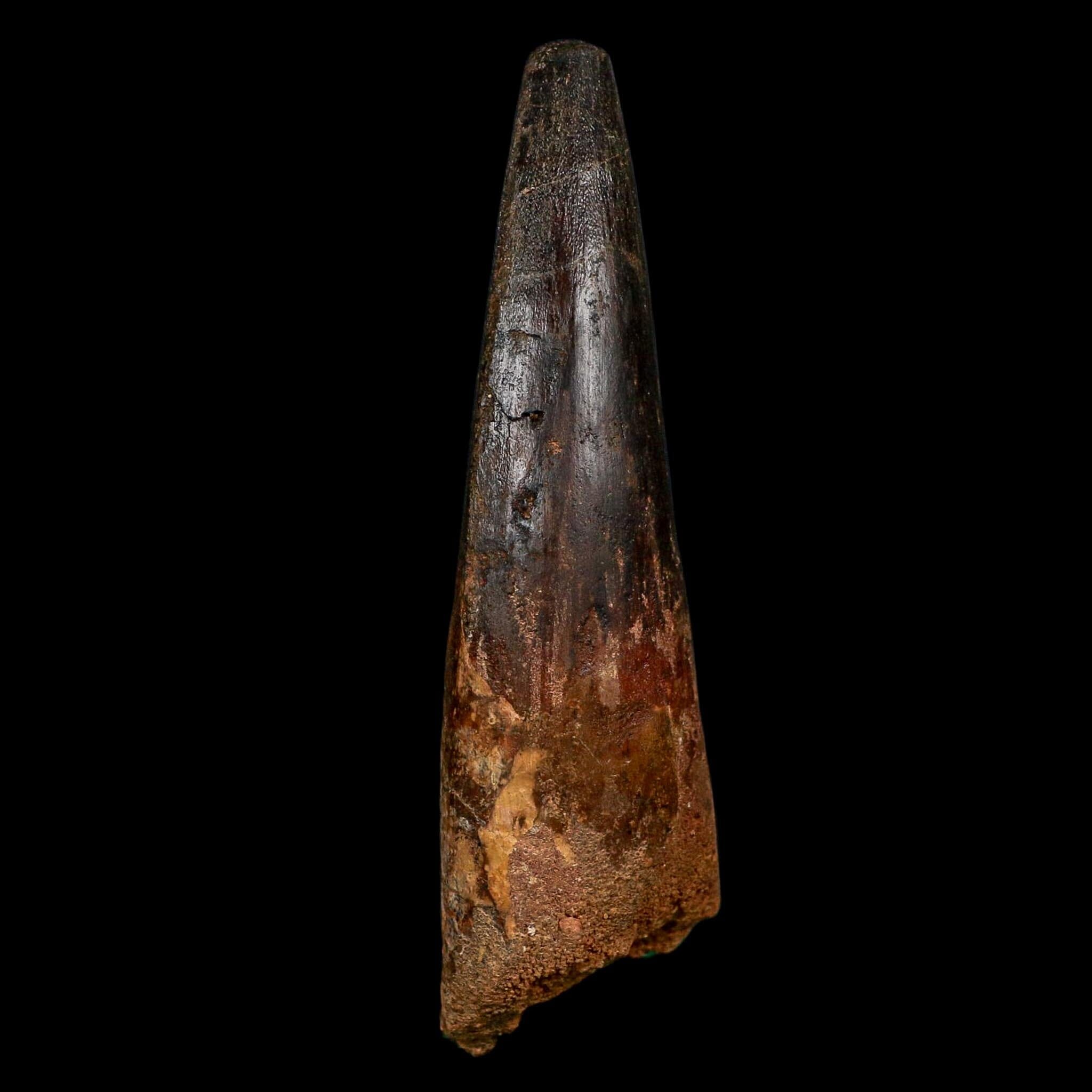 XL 3.9" Spinosaurus Fossil Tooth 100 Million Years Old Cretaceous Dinosaur COA
