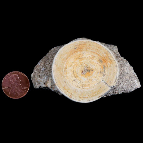 44MM Otodus Obliquus Shark Vertebrae Fossil Bone In Matrix Morocco COA - Fossil Age Minerals