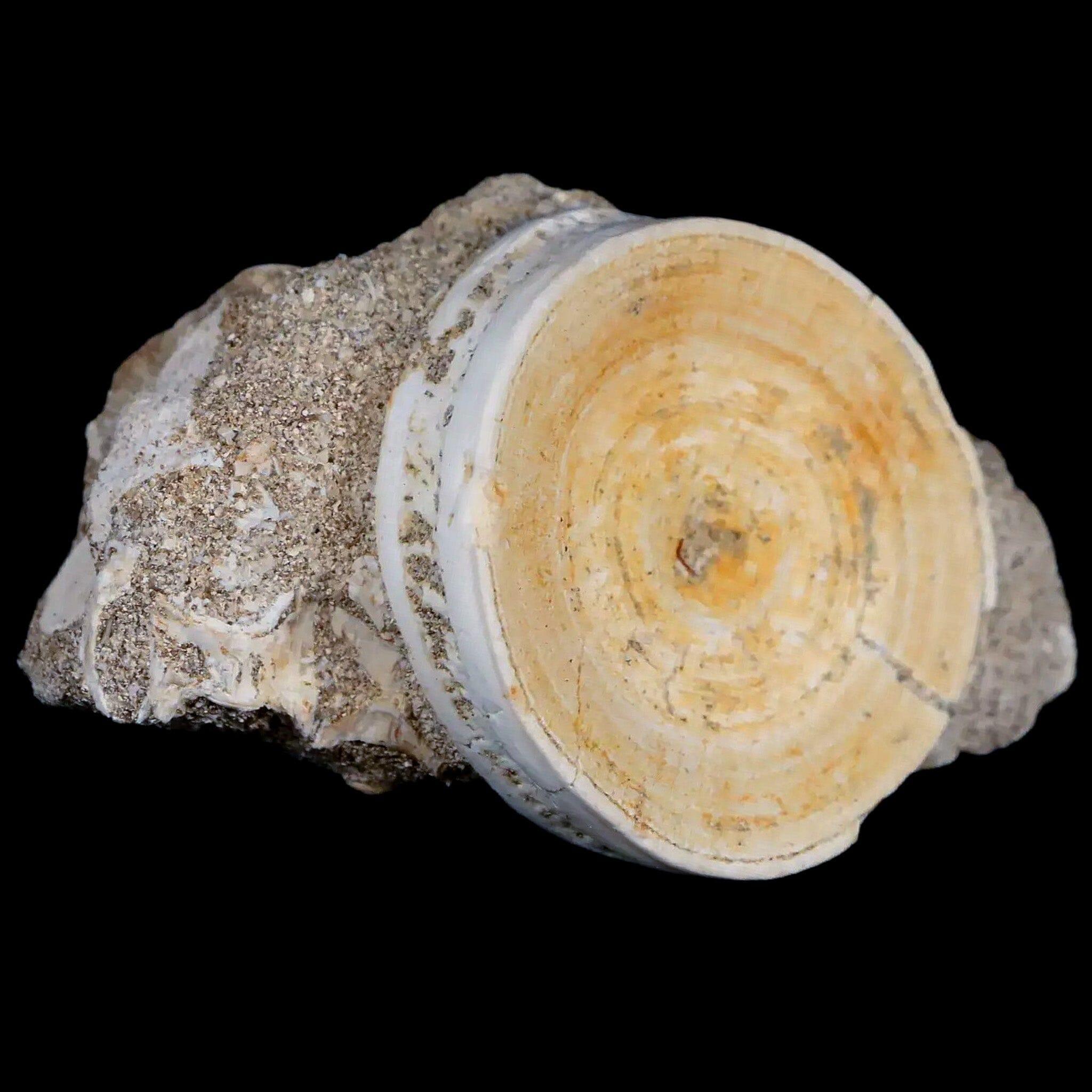 44MM Otodus Obliquus Shark Vertebrae Fossil Bone In Matrix Morocco COA - Fossil Age Minerals