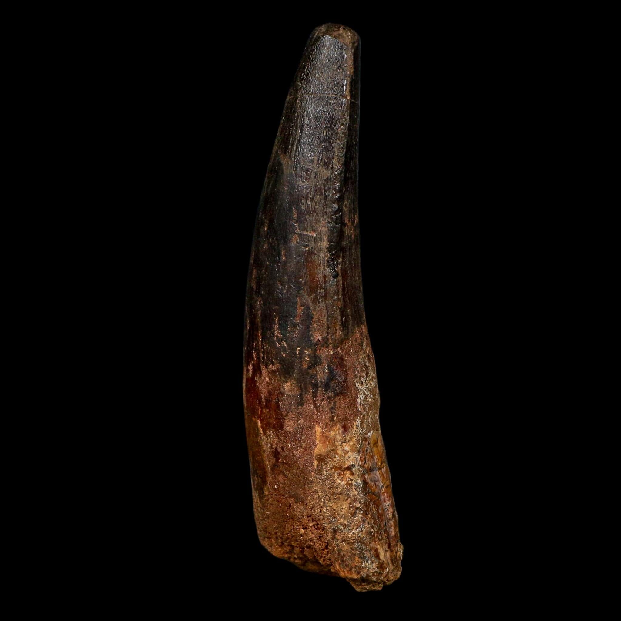 XL 3.9" Spinosaurus Fossil Tooth 100 Million Years Old Cretaceous Dinosaur COA