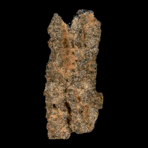 1.8" Fulgurite Petrified Lightning Strike Glass Sahara Desert Algeria - Fossil Age Minerals