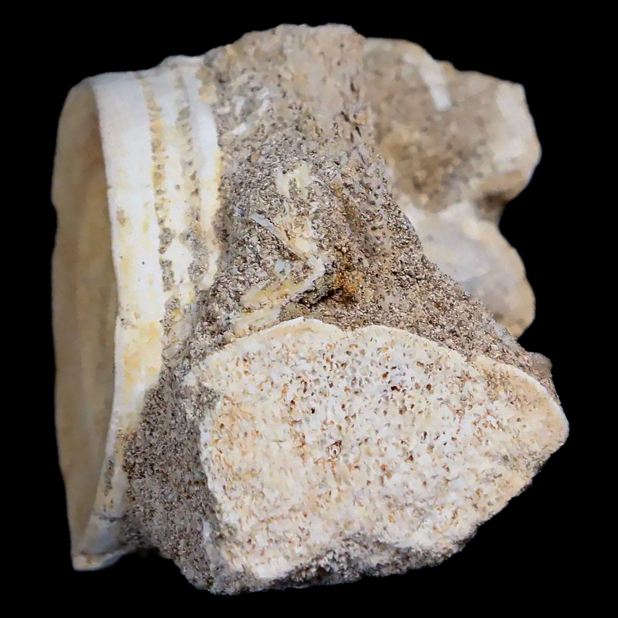 44MM Otodus Obliquus Shark Vertebrae Fossil Bone In Matrix Morocco COA - Fossil Age Minerals