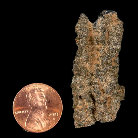 1.8" Fulgurite Petrified Lightning Strike Glass Sahara Desert Algeria - Fossil Age Minerals