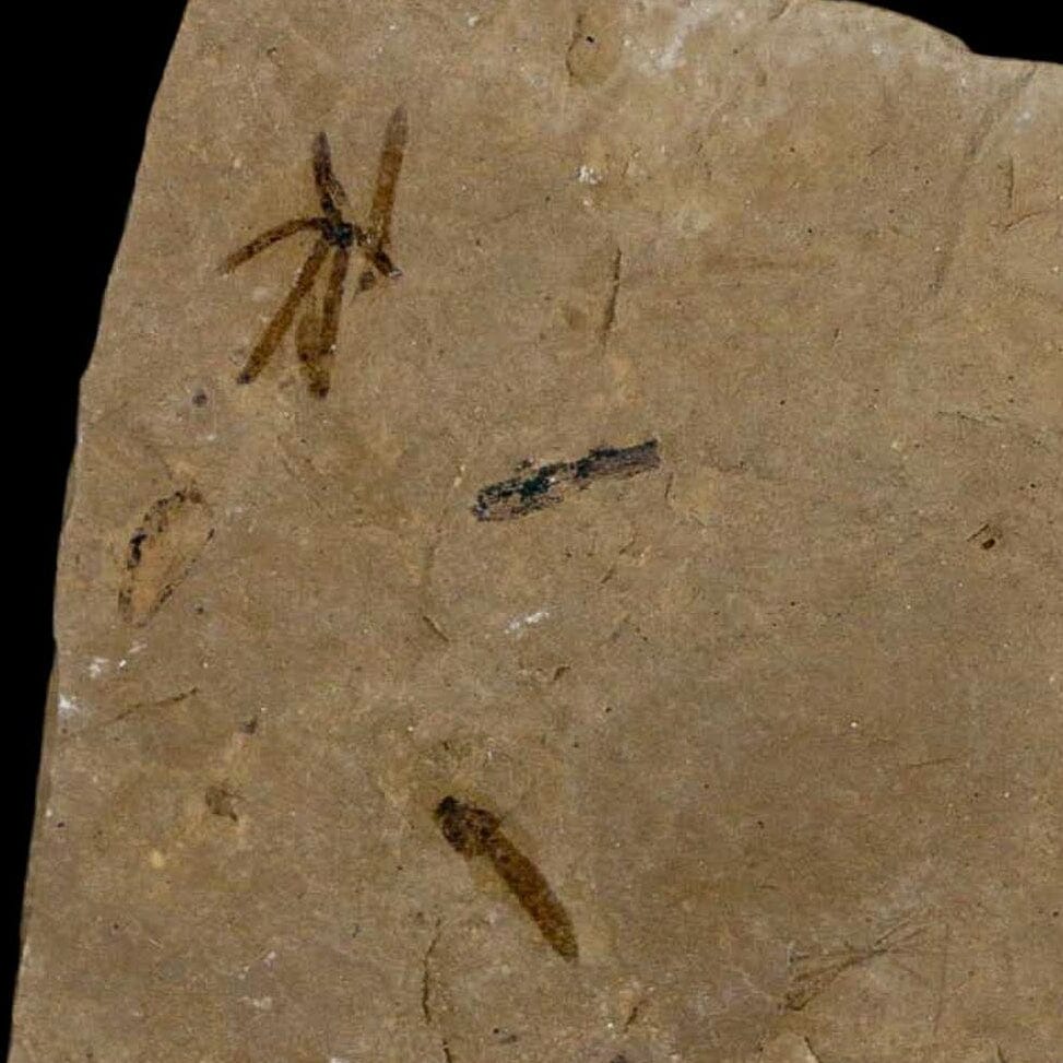 3" Fossil Insect Mortality Plate Green River Formation Uintah County Utah Eocene Age - Fossil Age Minerals