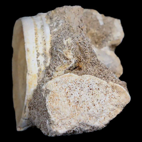 44MM Otodus Obliquus Shark Vertebrae Fossil Bone In Matrix Morocco COA - Fossil Age Minerals