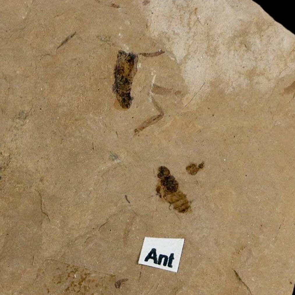 3" Fossil Insect Mortality Plate Green River Formation Uintah County Utah Eocene Age - Fossil Age Minerals