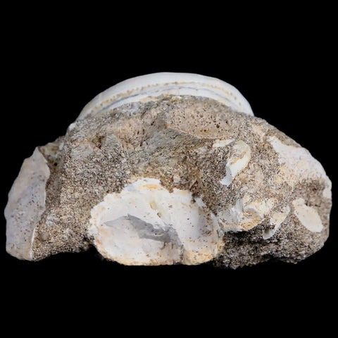 44MM Otodus Obliquus Shark Vertebrae Fossil Bone In Matrix Morocco COA - Fossil Age Minerals