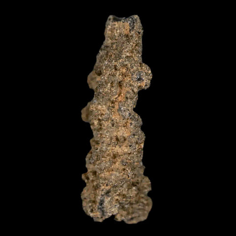1.8" Fulgurite Petrified Lightning Strike Glass Sahara Desert Algeria - Fossil Age Minerals