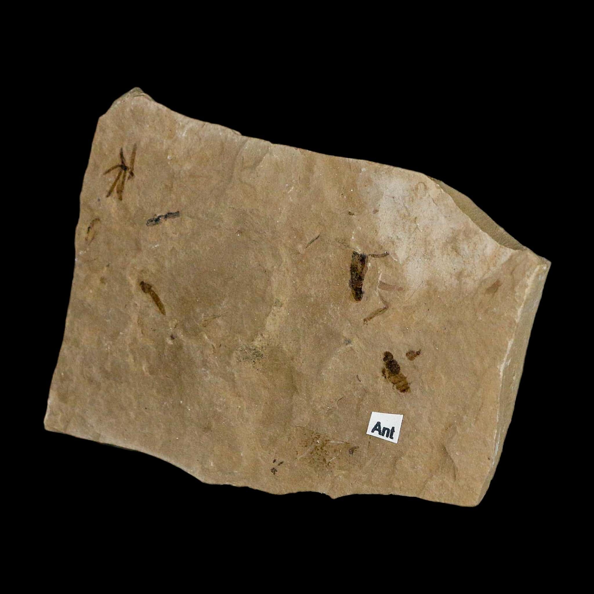 3" Fossil Insect Mortality Plate Green River Formation Uintah County Utah Eocene Age - Fossil Age Minerals