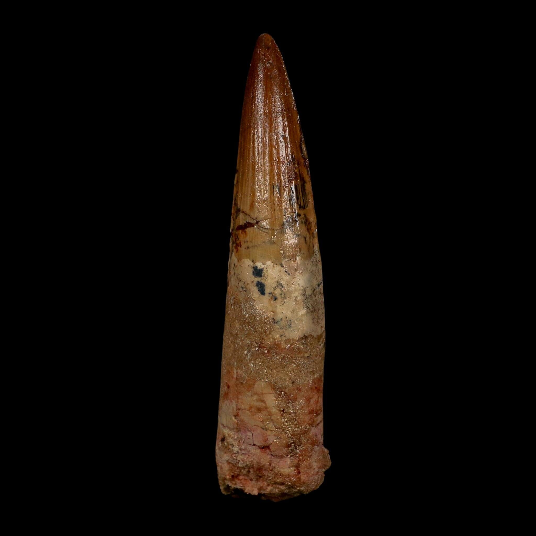 XL 4" Spinosaurus Fossil Tooth 100 Million Years Old Cretaceous Dinosaur COA