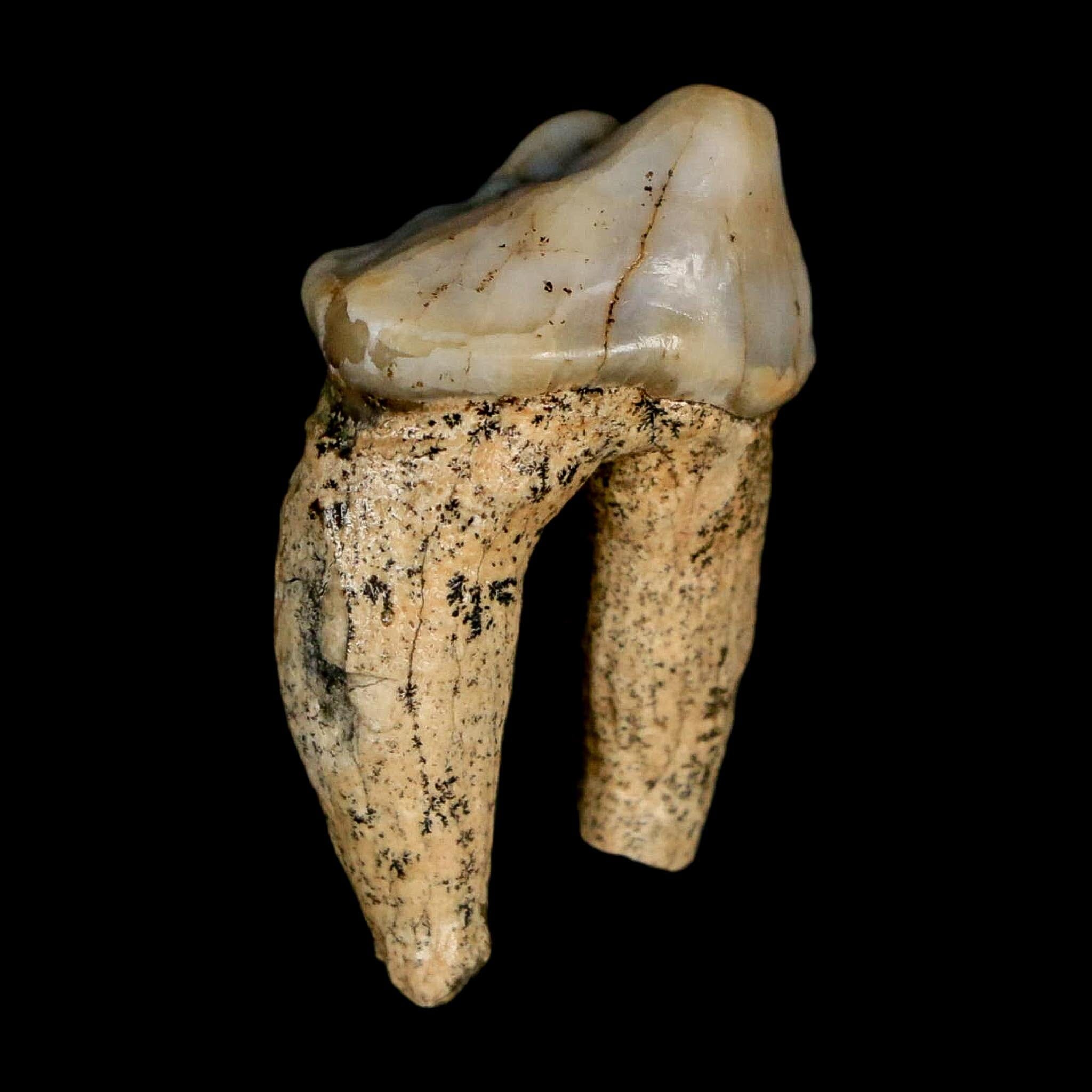 1.1" Extinct Cave Bear Ursus Spelaeus Pre-Molar Tooth Rooted Pleistocene Age COA - Fossil Age Minerals