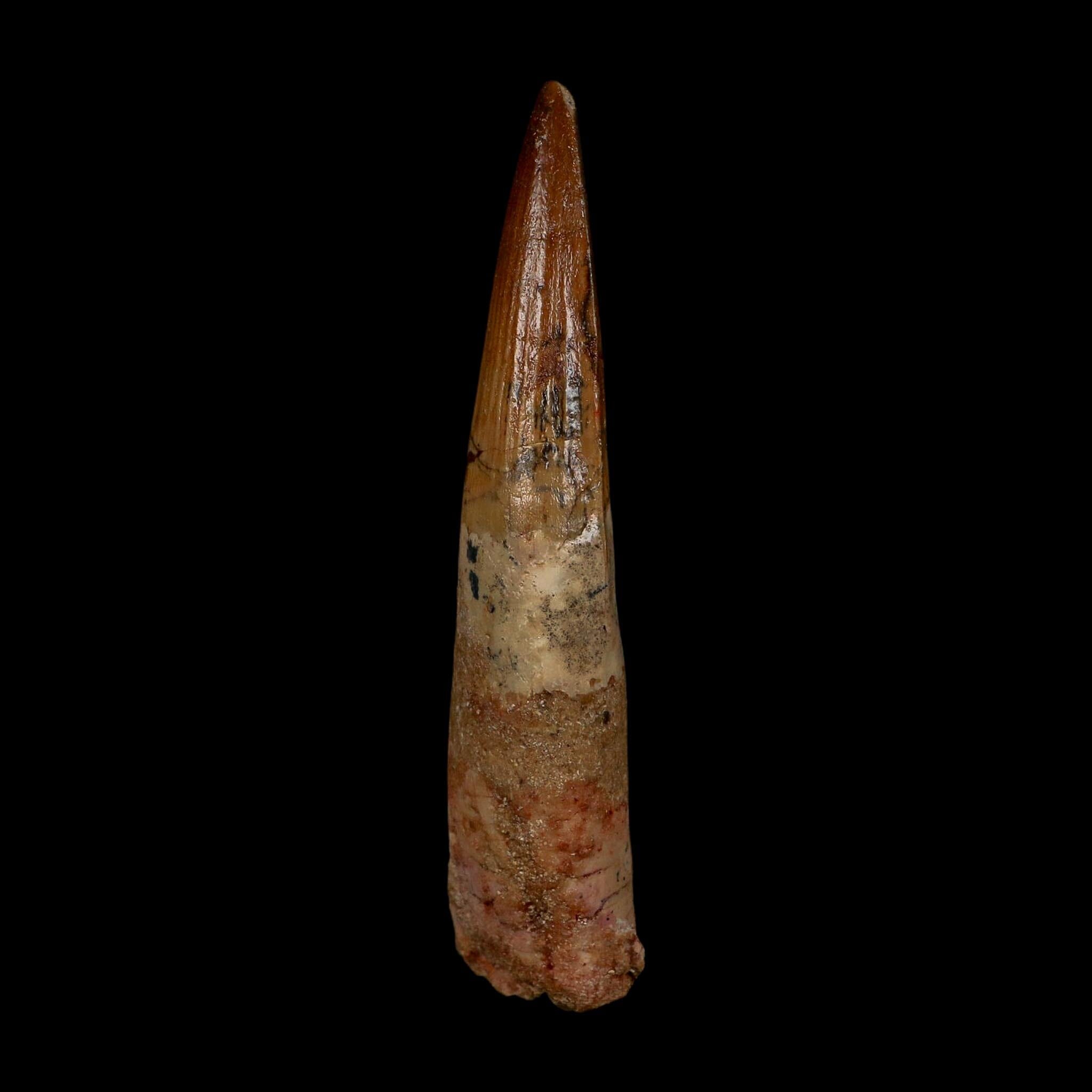 XL 4" Spinosaurus Fossil Tooth 100 Million Years Old Cretaceous Dinosaur COA