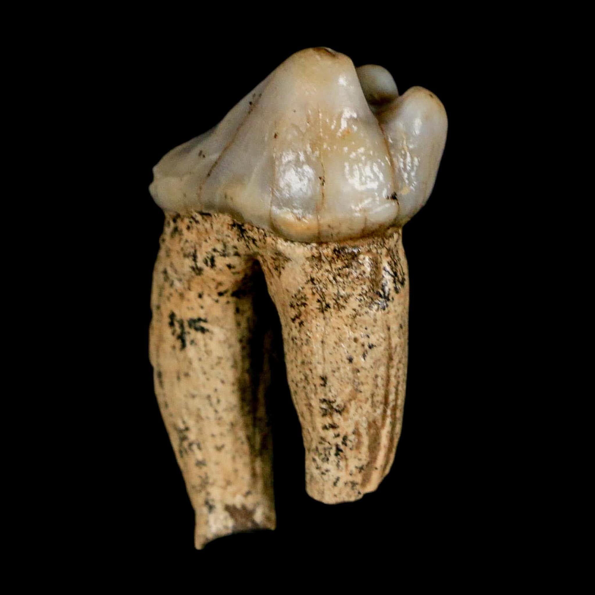 1.1" Extinct Cave Bear Ursus Spelaeus Pre-Molar Tooth Rooted Pleistocene Age COA - Fossil Age Minerals