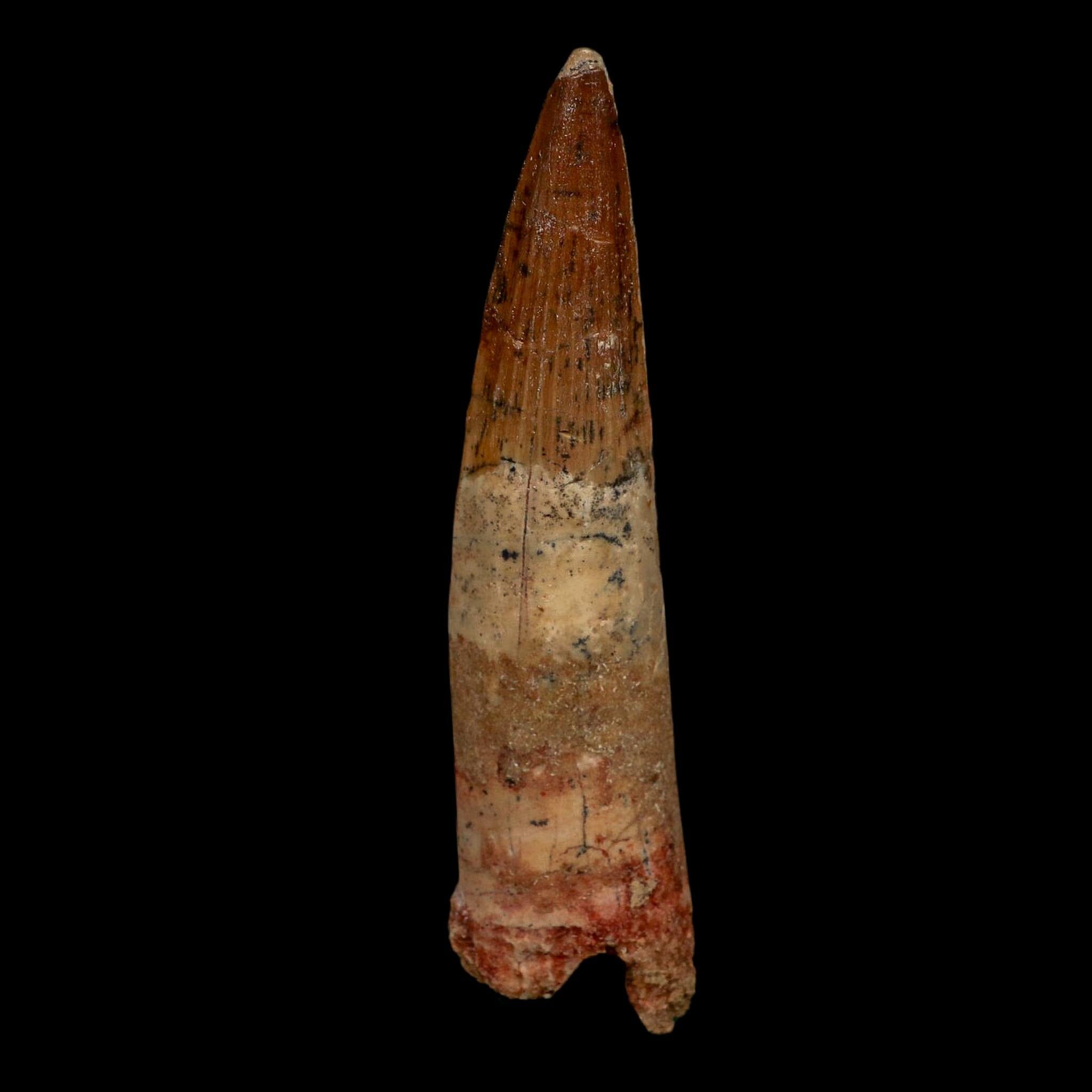 XL 4" Spinosaurus Fossil Tooth 100 Million Years Old Cretaceous Dinosaur COA