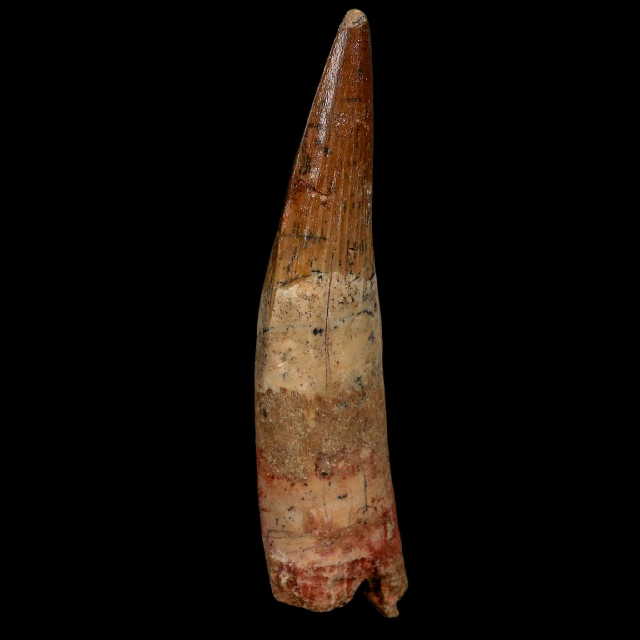 XL 4" Spinosaurus Fossil Tooth 100 Million Years Old Cretaceous Dinosaur COA