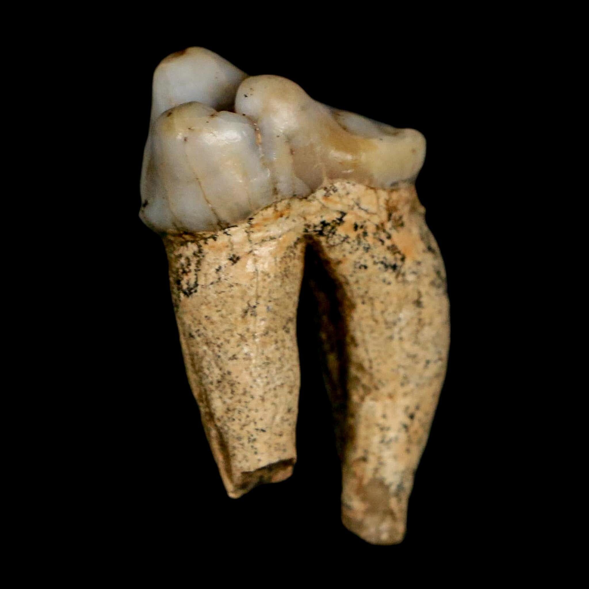 1.1" Extinct Cave Bear Ursus Spelaeus Pre-Molar Tooth Rooted Pleistocene Age COA - Fossil Age Minerals