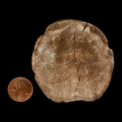 2.4" Plesiosaur Fossil Vertebra Cretaceous Dinosaur Era Ozan FM Fannin County Texas - Fossil Age Minerals