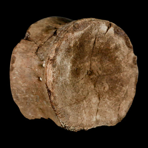 2.4" Plesiosaur Fossil Vertebra Cretaceous Dinosaur Era Ozan FM Fannin County Texas - Fossil Age Minerals