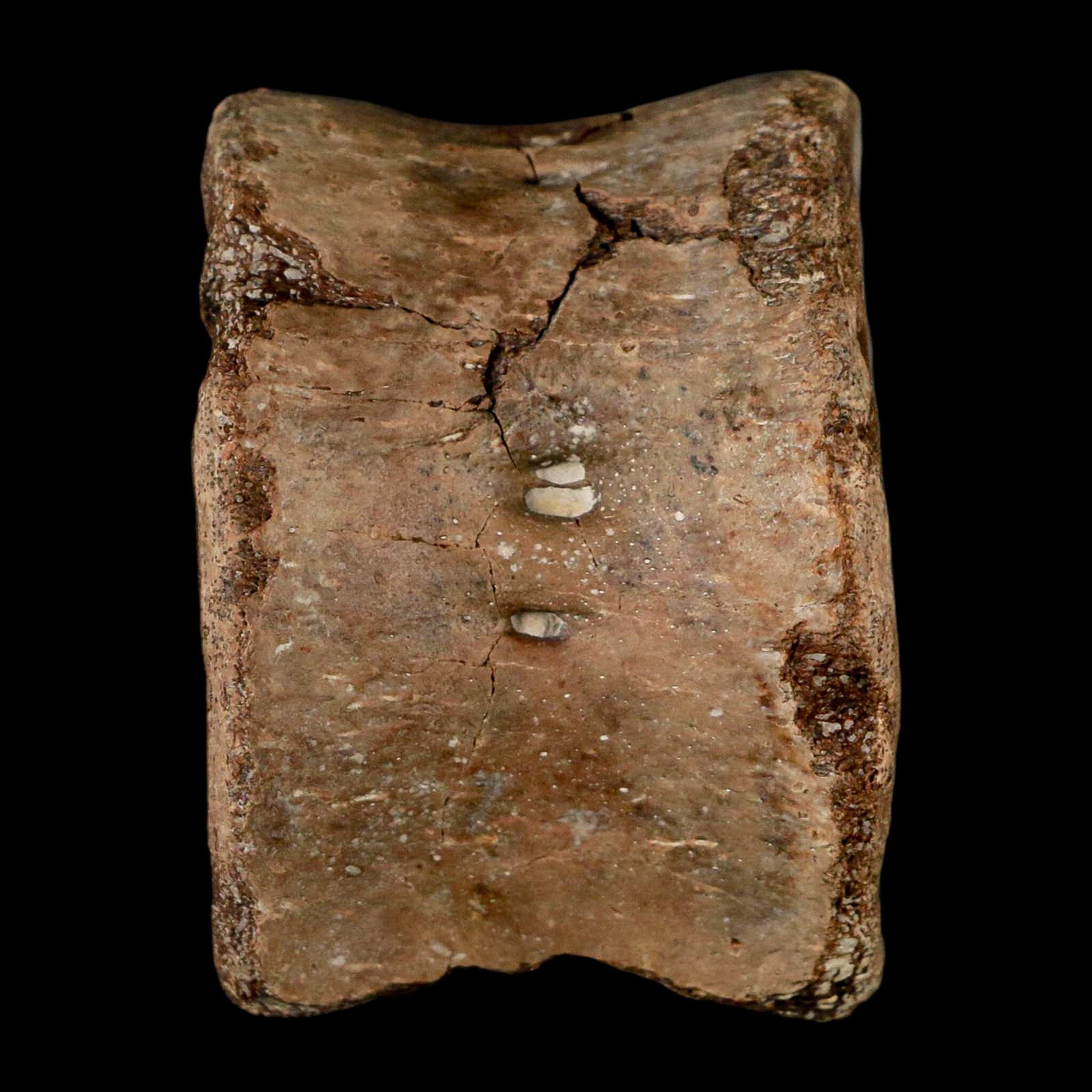 2.4" Plesiosaur Fossil Vertebra Cretaceous Dinosaur Era Ozan FM Fannin County Texas - Fossil Age Minerals