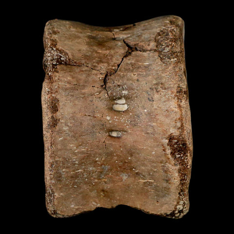 2.4" Plesiosaur Fossil Vertebra Cretaceous Dinosaur Era Ozan FM Fannin County Texas - Fossil Age Minerals