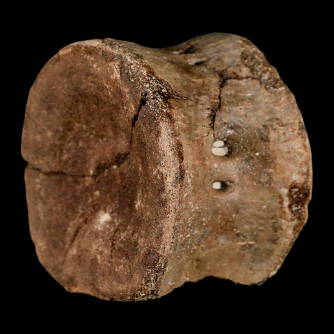 2.4" Plesiosaur Fossil Vertebra Cretaceous Dinosaur Era Ozan FM Fannin County Texas - Fossil Age Minerals