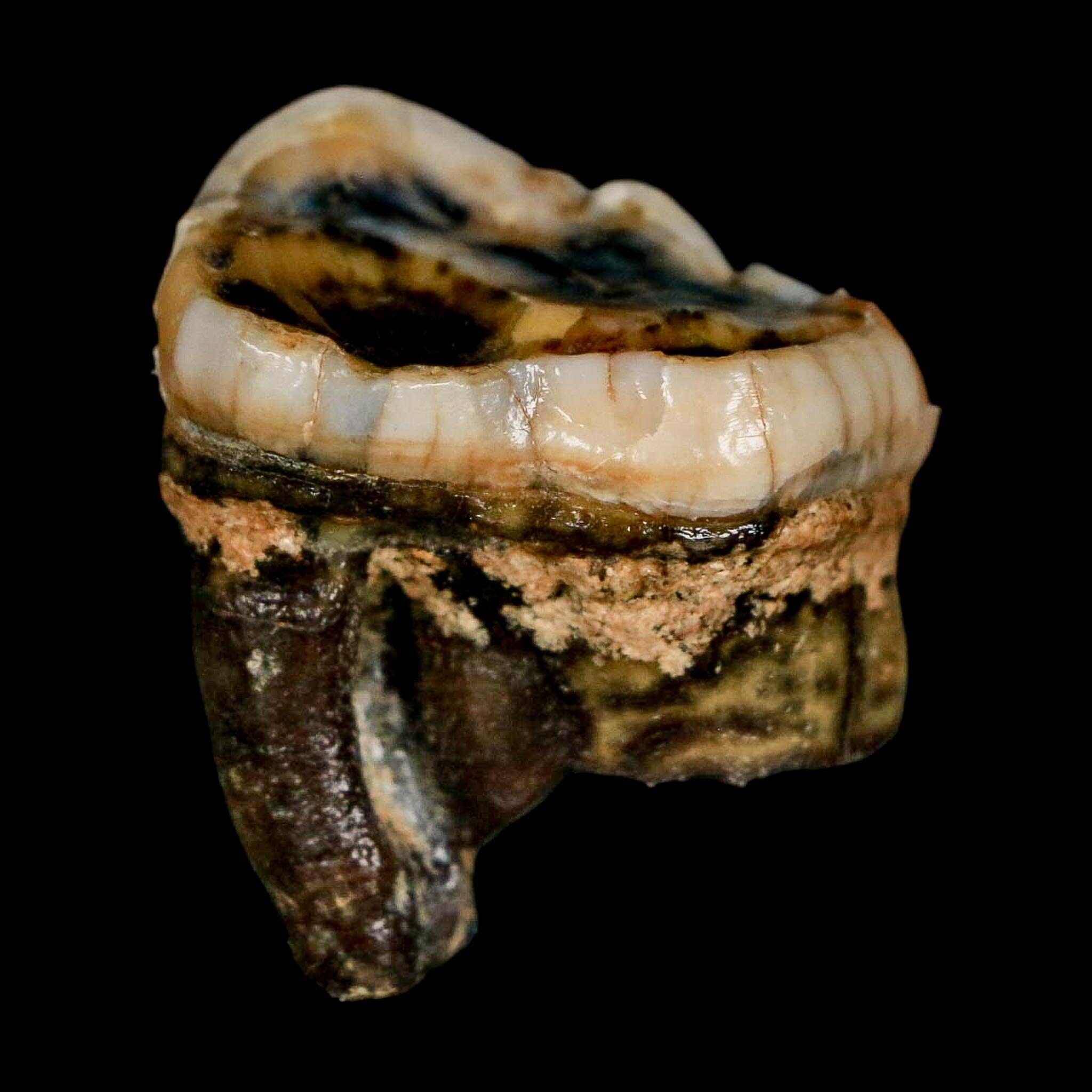 1.2" Extinct Cave Bear Ursus Spelaeus Pre-Molar Tooth Rooted Pleistocene Age COA - Fossil Age Minerals