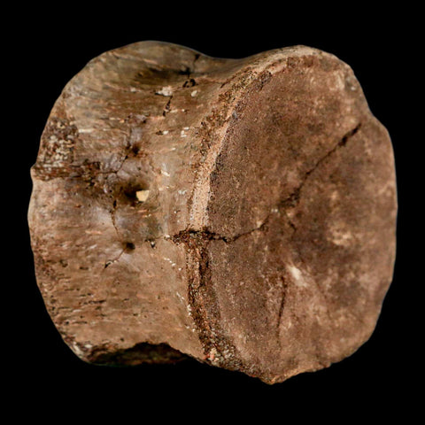 2.4" Plesiosaur Fossil Vertebra Cretaceous Dinosaur Era Ozan FM Fannin County Texas - Fossil Age Minerals