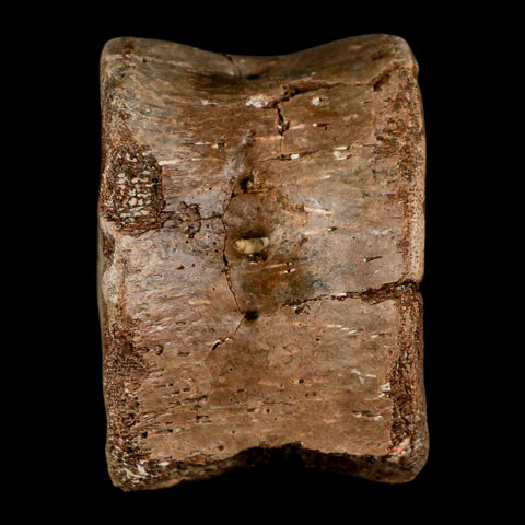 2.4" Plesiosaur Fossil Vertebra Cretaceous Dinosaur Era Ozan FM Fannin County Texas - Fossil Age Minerals